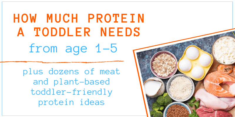 graphic for how much protein a toddler needs