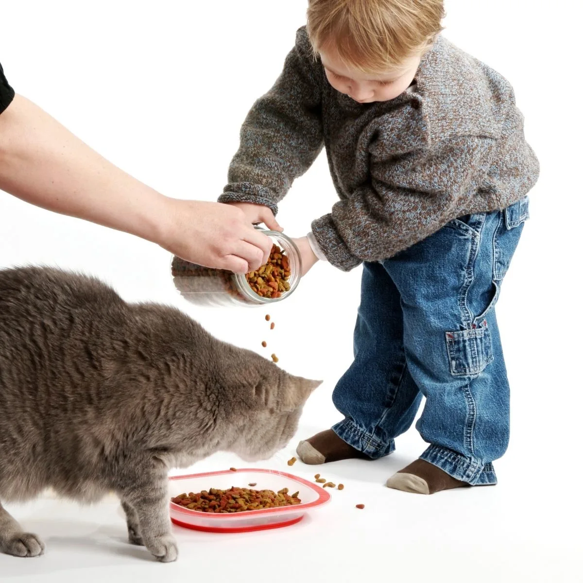 toddler helping feed cat